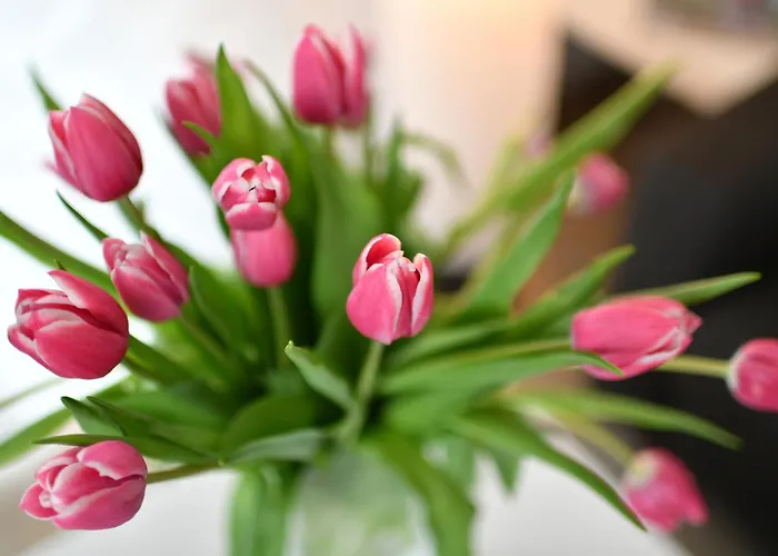 Dinkelbach 1 A 公寓